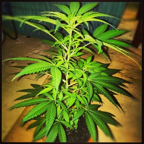 S.W.E.D DABS WFAYO 420 710 STAY HIGH STAY HUMBLE STAY TRUE
