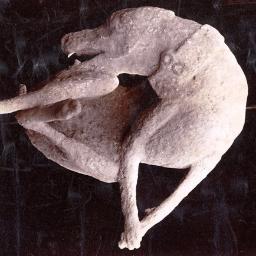 criedalice's profile picture. 