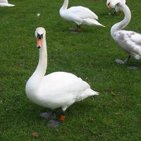 Mr Farbrother (@im_not_a_swan) 's Twitter Profile