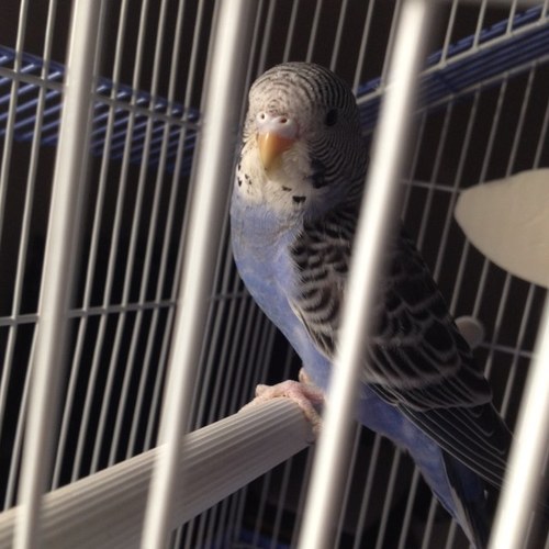 West Philadelphia hatched and raised. In my Wallingford cage is where I spend most of my dayz