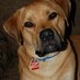 Brenda Cherry (@cherry5161) Twitter profile photo