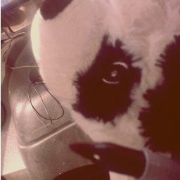 Hi, I'm Wet Panda! I spend my time going on adventures with @fvkillers. @laurencefvk is my best friend. Sometimes I tweet when the guys leave me in the van.