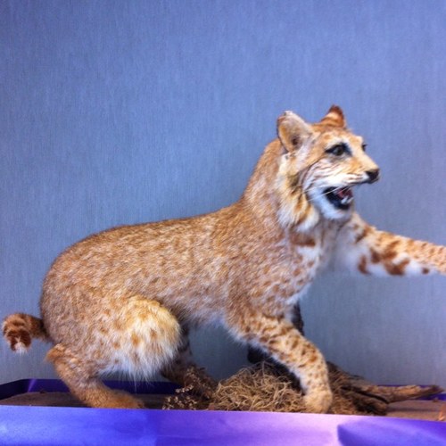 Skidmore Tynan ISD (stisd) Twitter