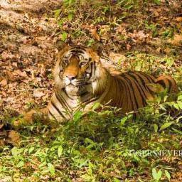 Research Scientist/Tiger Conservationist