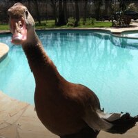 dpb (@texaslanding) 's Twitter Profile