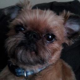 I am Battledog Galactica.  I'm a Brussels Griffon.  Though I walk through the valley of the shadow of death, I will fear no evil, because I am the Mighty B!