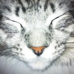 MadameDalida's profile picture. 