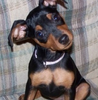 NikkyMendoza17's profile picture. Hi It's Nikky Please follow me, it's not that hard to push a button that says follow  is it?