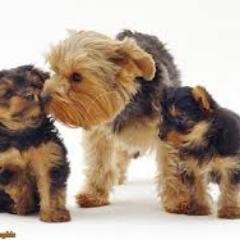 helpdogs2's profile picture. 