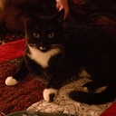 Ashlyn Jensen - @AkaTheChin - Twitter