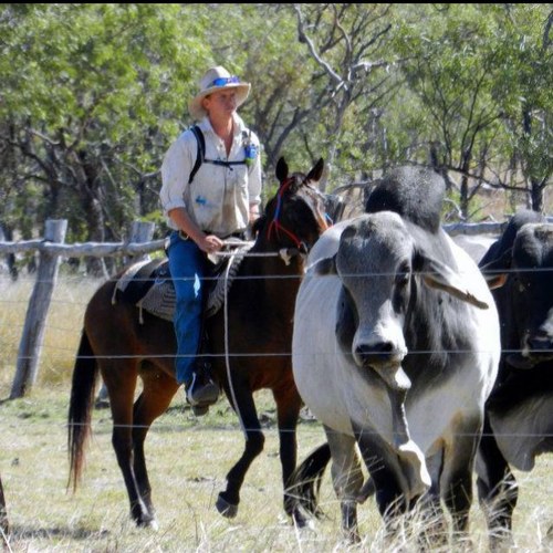 ttourle's profile picture. Sixth generation stockman, with a passion for livestock, grazing and education. Owner of KYD Pastoral