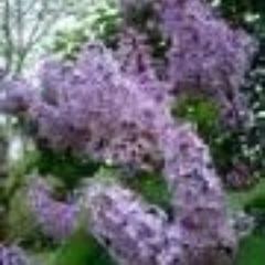 I do IT/IS/Cybersecurity/website/network/etc at a library. Love my challenging job, love doing handwork like crochet, making brandy and wine, camping.