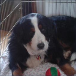 I am LOST! I am a 6 y/o Bernese Mountain Dog named Jilly but my tag says Maribelle. I escaped from my new owners on Feb 4. If you see me tell @KidsAreHeroes