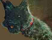 spitthedog2's profile picture. 