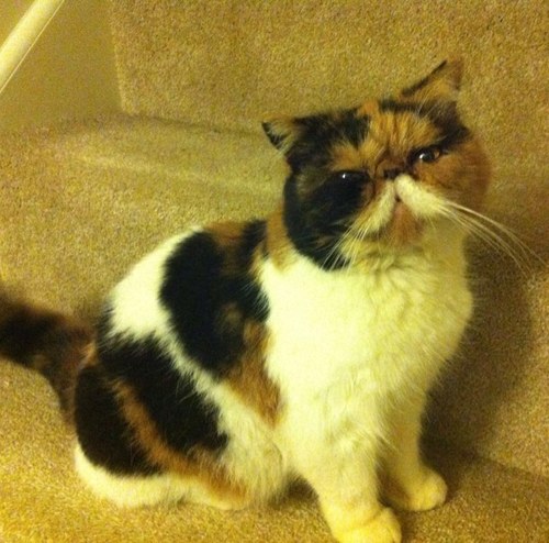 I'm a female pedigree Exotic Shorthair kitty, spoilt by my mummy, my main aim in life is to cover everything in my fur, and to get on your lap!