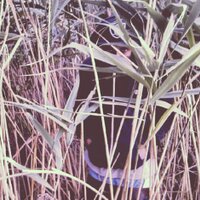 SIVA (@sivaheriberto) 's Twitter Profile