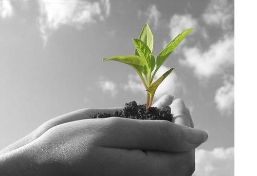 holistichabitat's profile picture. 