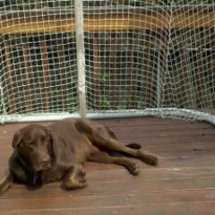 Fan of Yankees, NY Rangers & pucks. RIP our lovable, great chocolate Lab Charlie.  #QuinnipiacU alum. #NewHavenpizza   #Copywriting #GoBills