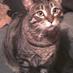 FriskyFatFeline (@friskyfatfeline) Twitter profile photo FriskyFatFeline (@friskyfatfeline) Twitter profile photo