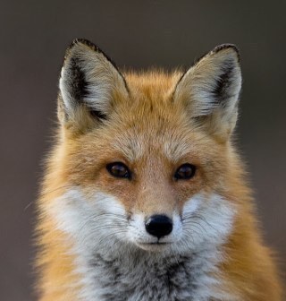 Urban fox in Walthamstow. I've been through your bins, read your old papers & still don't understand you people. I'm the scream you hear in the night