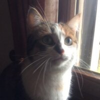 Bouboulette B. (@boubouletteb) 's Twitter Profile