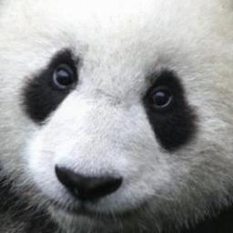 Hi I M Panda Bear Pandabeartime Twitter