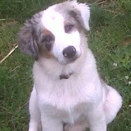 dogswithcatz Profile Picture
