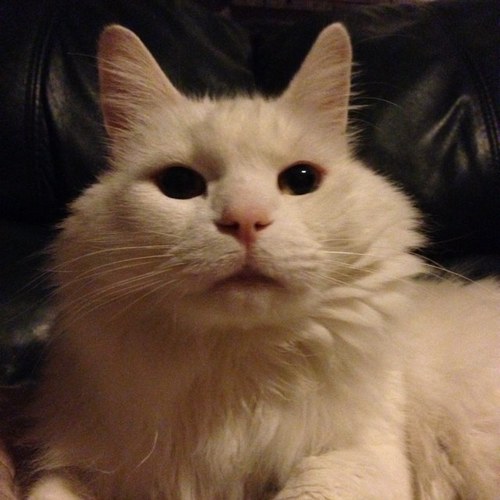 LarzTheCat's profile picture. 