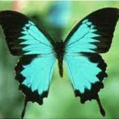 KoaAzura's profile picture. Life is wasted on the living.