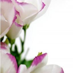 navydawn's profile picture. 30↑限界夢女の超気まぐれな文字垢。好きなものを好きな時に好きなだけ呟いて軽率に♡RTする。腐も見たりします。今は刀に狂ってる(源氏/古備前/箱推し/2.5)。審神者でマスターで監督生してる。じゅっじゅ本誌のダメージ引き摺って♡RTbotみたいになってるけど突然喋ります。