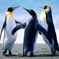 Thomas Joiner (@thomasjoiner) 's Twitter Profile Photo Thomas Joiner (@thomasjoiner) 's Twitter Profile Photo
