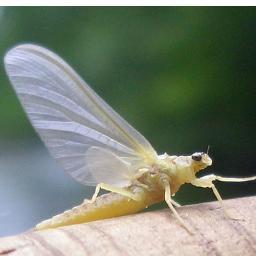 flyfishermanj's profile picture. 
