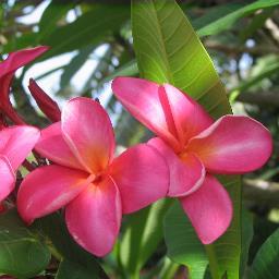 RachelRyan123's profile picture. Business owner, speaker and community volunteer whose work enriches indiviual lives and communities