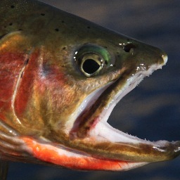 MontanaGuides Profile Picture