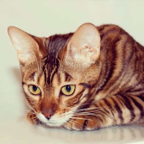 EchoLaughter's profile picture. A Student of Life and a Traveler of the World.