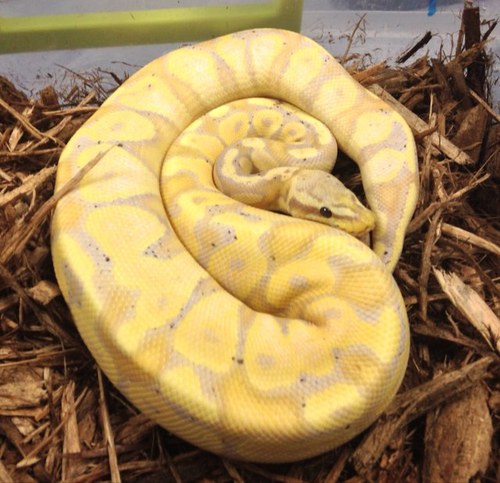 mccullerii's profile picture. 