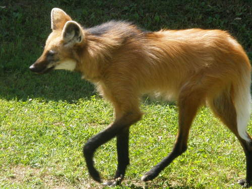 mesabean's profile picture. 