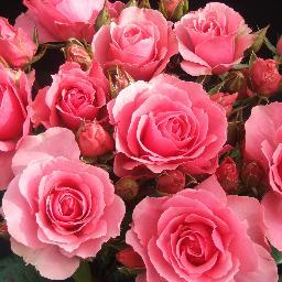 Family owned and operated full-service florist serving the Historic Houston Heights for over 42 years! We can send flowers anywhere! 713-861-9481