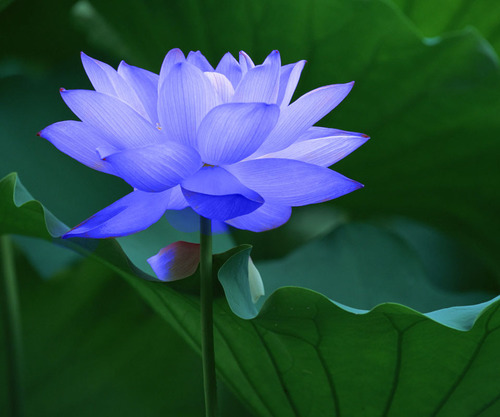 TamijJohnson's profile picture. 