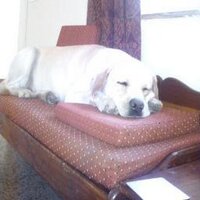 gushee (@gushee2) 's Twitter Profile