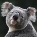 Koala Hospital (@koalahosp) Twitter profile photo