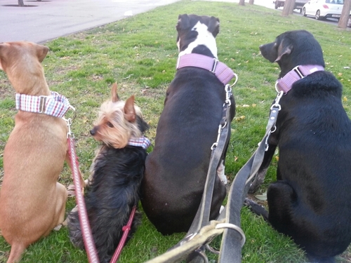 Educadora canina. Peluquera canina. Adiestramiento de perros. Modificacion de conducta. Terapias alternativas: reiki, ttouch.  beti.educa@gmail.com