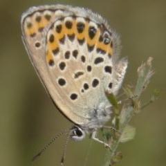 静岡大学昆虫同好会「虫処」の公式アカウントです。 虫処では静岡県を主なフィールドとして、採集だけでなく昆虫食などの昆虫に関する様々な活動を行っています。ブログやHPでは詳細な活動報告もしていますので、是非そちらもご覧ください。