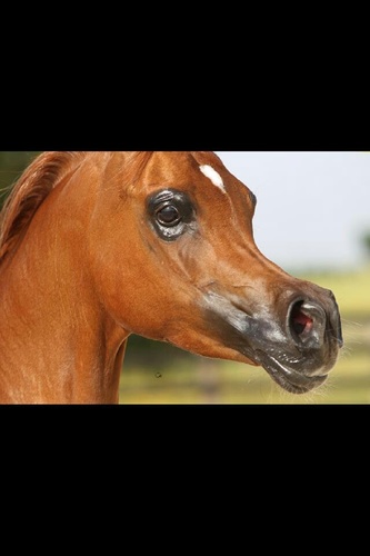 alkheel2013's profile picture. 