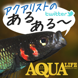 熱帯魚、金魚、水草の情報誌、『月刊アクアライフ』編集部公式Twitterアカウント。新刊情報、取材裏話、最新アクア情報、イベント情報などつぶやきます。 皆様からのreplyをメイルボックス内でご紹介させていただくことがあります。#アクアライフ　でアクア語りしましょう アクアリウム あるある募集中です　#AQUAaru2