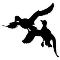 Ducksinflight Profile Picture