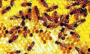 _honeybees Profile Picture