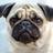 pug005's profile image