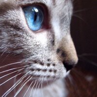 stormtail (@stormtail) Twitter profile photo