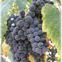 Bordeaux Red Wine (@bordeauxlovers) 's Twitter Profile